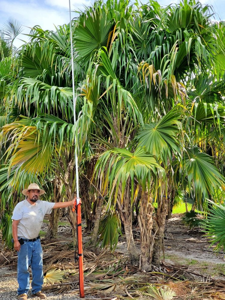 thrinax-radiata-florida-thatch-palm