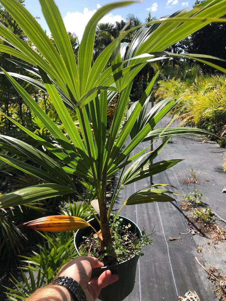 thrinax-radiata-florida-thatch-palm