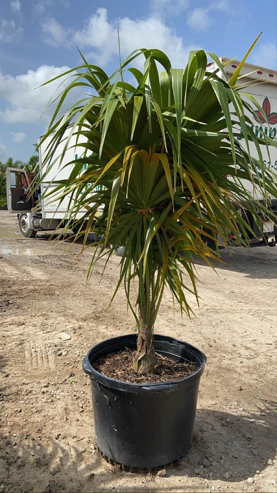 thrinax-radiata-florida-thatch-palm
