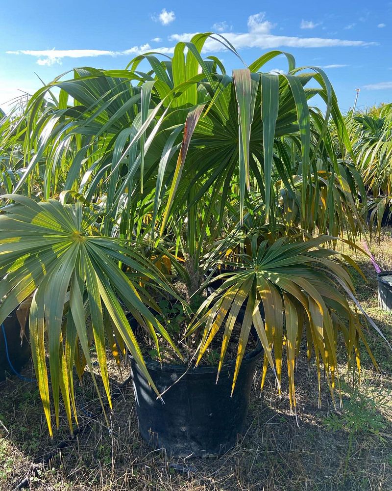 thrinax-radiata-florida-thatch-palm