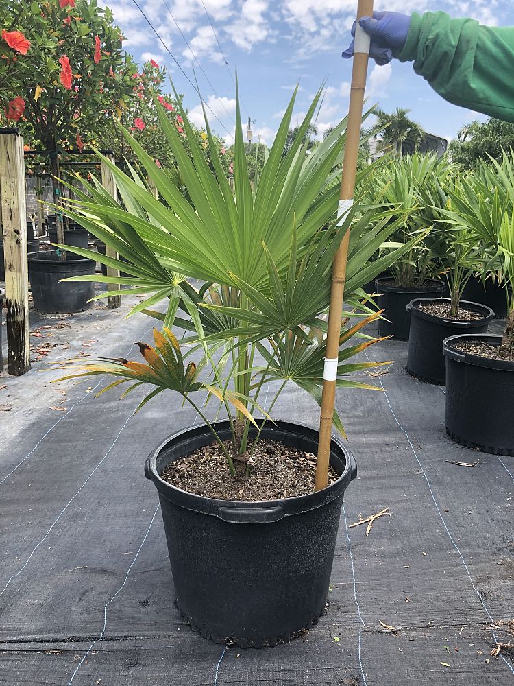 thrinax-radiata-florida-thatch-palm