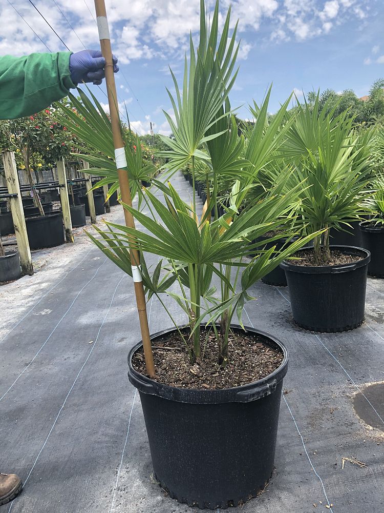 thrinax-radiata-florida-thatch-palm