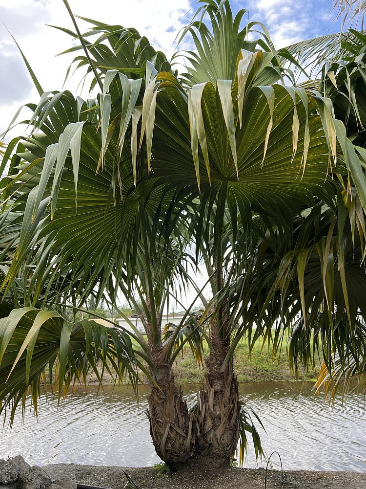 thrinax-radiata-florida-thatch-palm