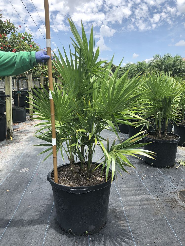 thrinax-radiata-florida-thatch-palm