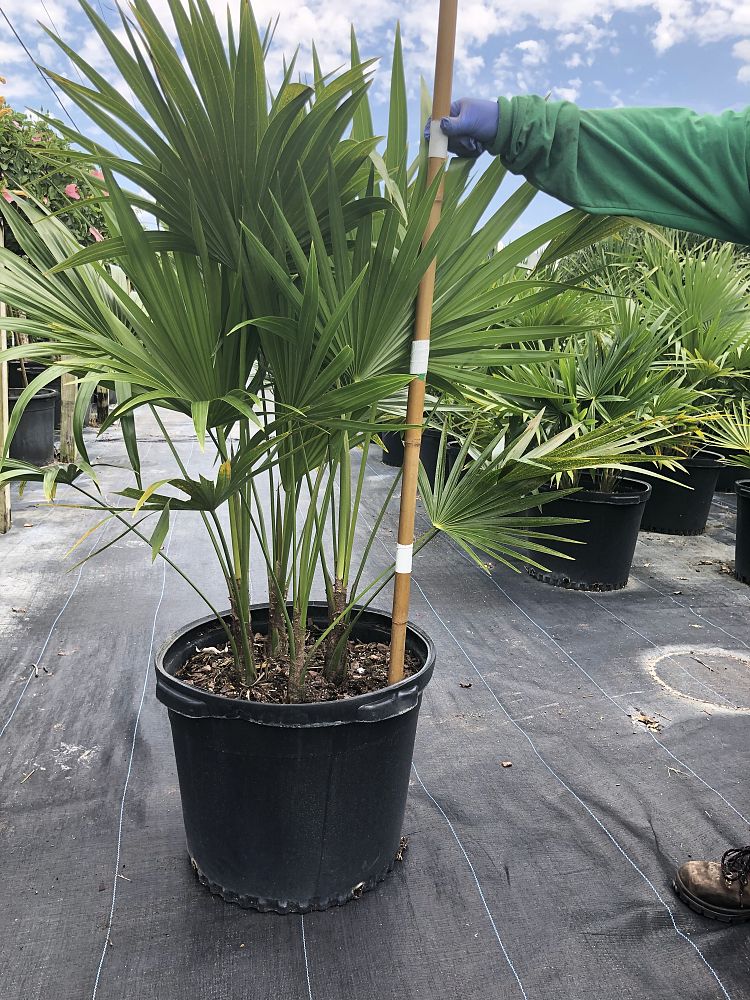 thrinax-radiata-florida-thatch-palm