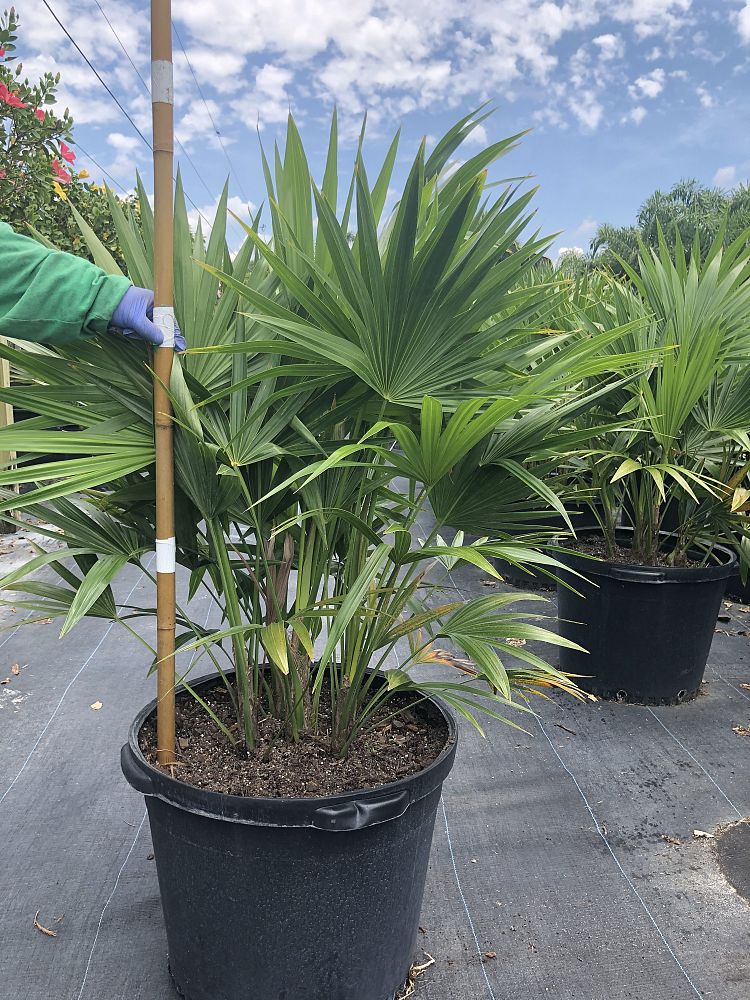 thrinax-radiata-florida-thatch-palm