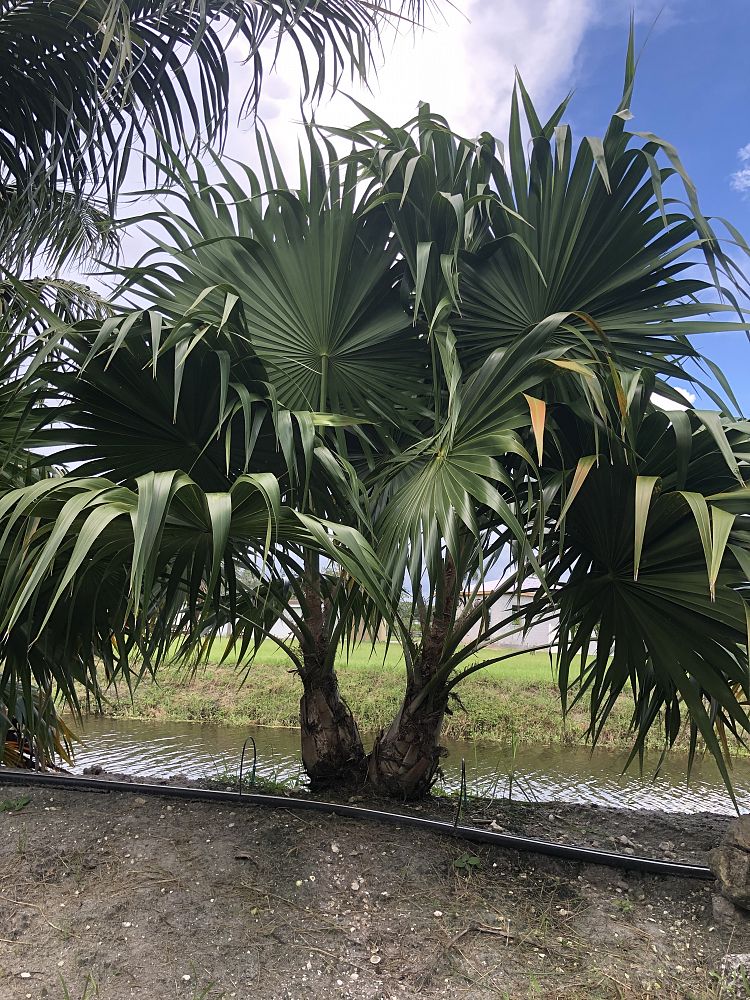 thrinax-radiata-florida-thatch-palm