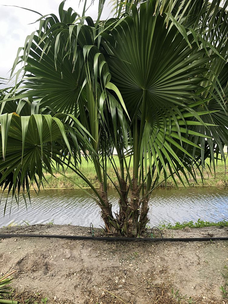 thrinax-radiata-florida-thatch-palm