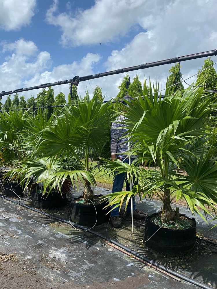 thrinax-radiata-florida-thatch-palm