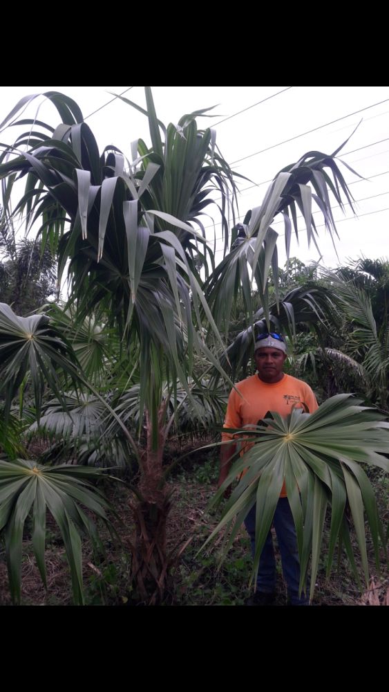 thrinax-radiata-florida-thatch-palm