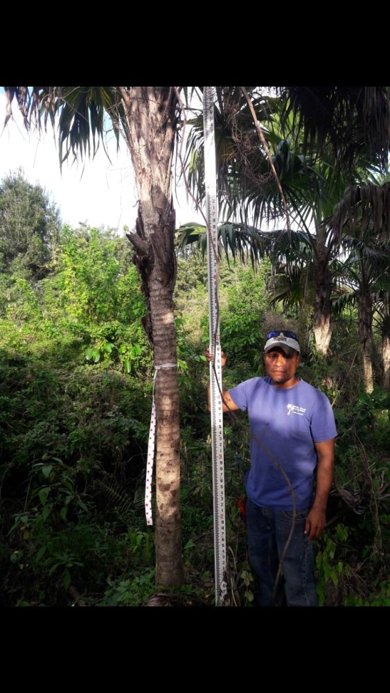 thrinax-radiata-florida-thatch-palm