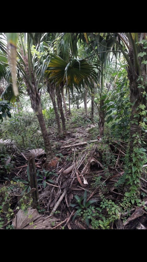 thrinax-radiata-florida-thatch-palm