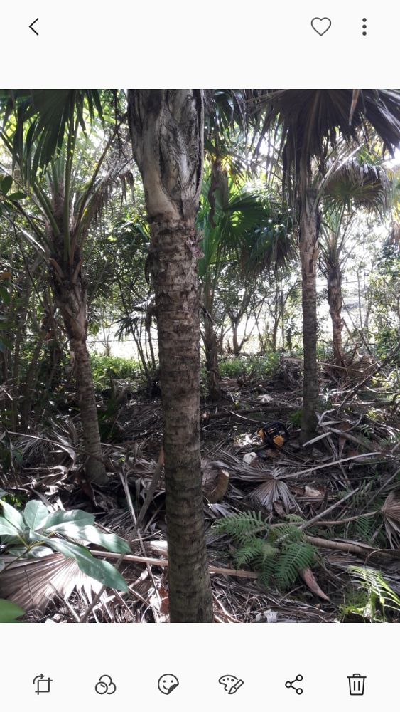 thrinax-radiata-florida-thatch-palm