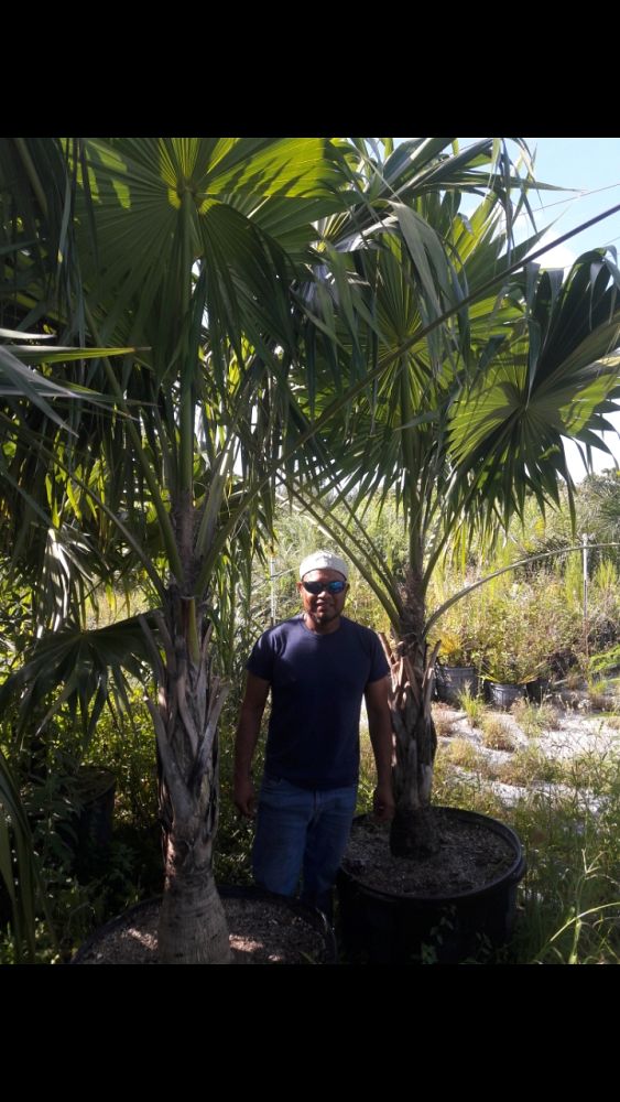 thrinax-radiata-florida-thatch-palm