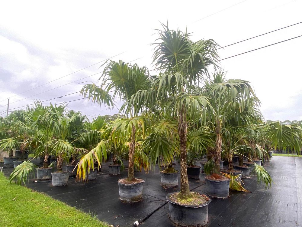 thrinax-radiata-florida-thatch-palm