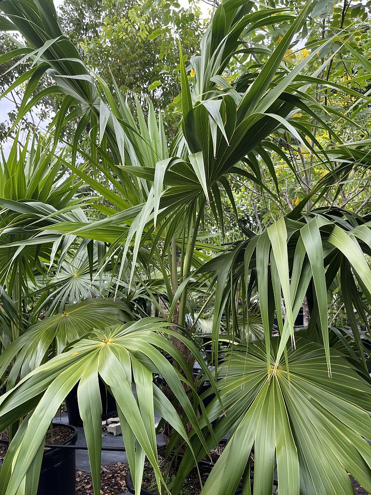 thrinax-radiata-florida-thatch-palm
