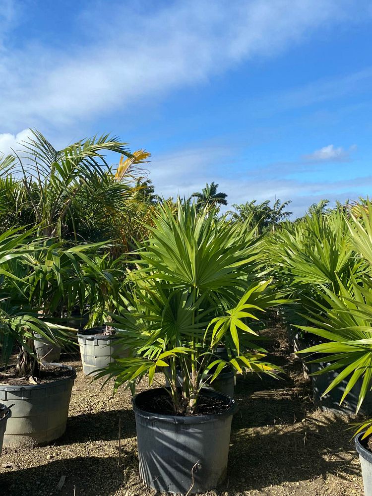 thrinax-radiata-florida-thatch-palm