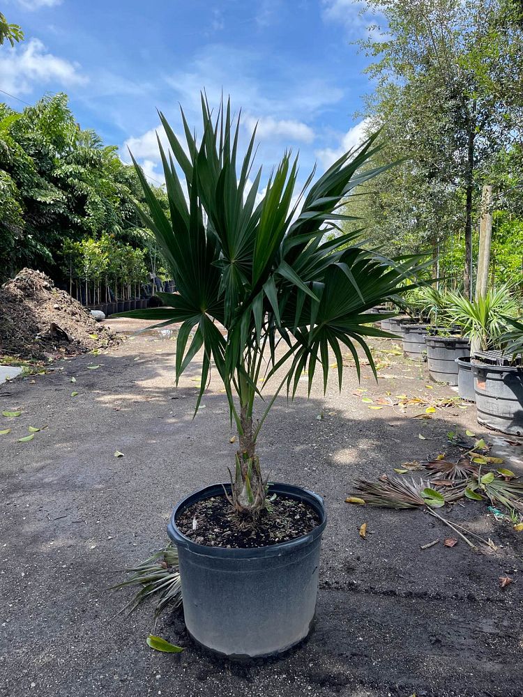 thrinax-radiata-florida-thatch-palm