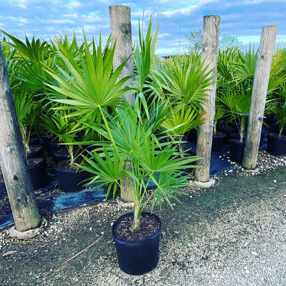thrinax-radiata-florida-thatch-palm