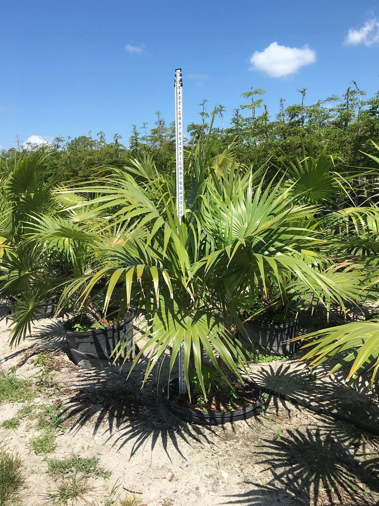 thrinax-radiata-florida-thatch-palm