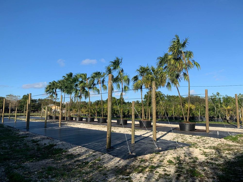 thrinax-radiata-florida-thatch-palm