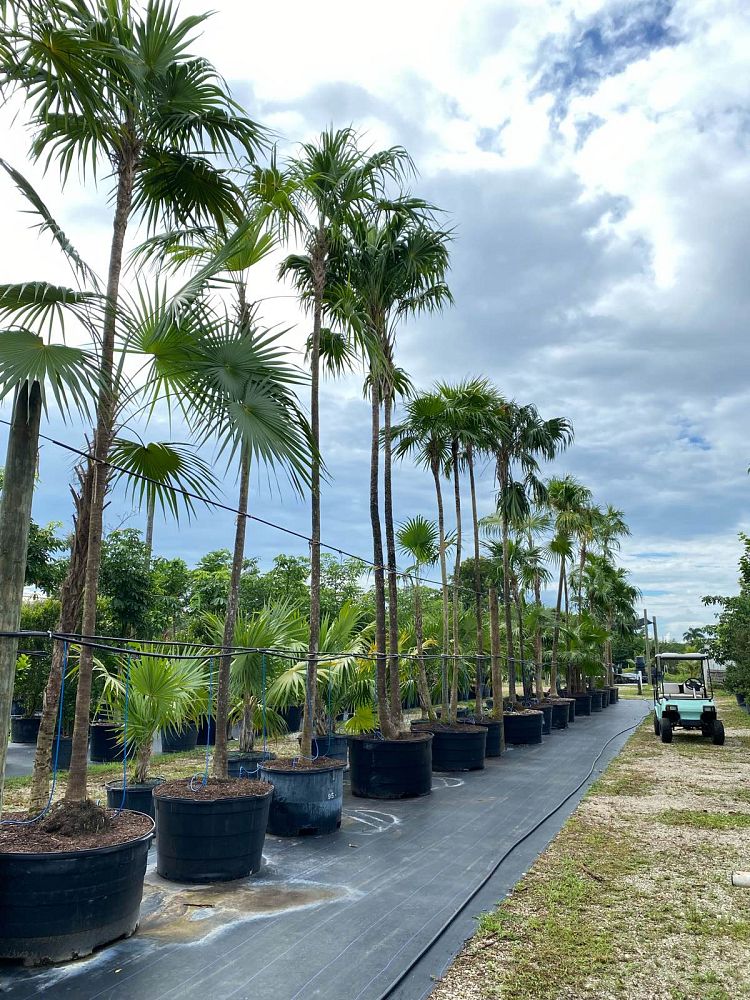 thrinax-radiata-florida-thatch-palm