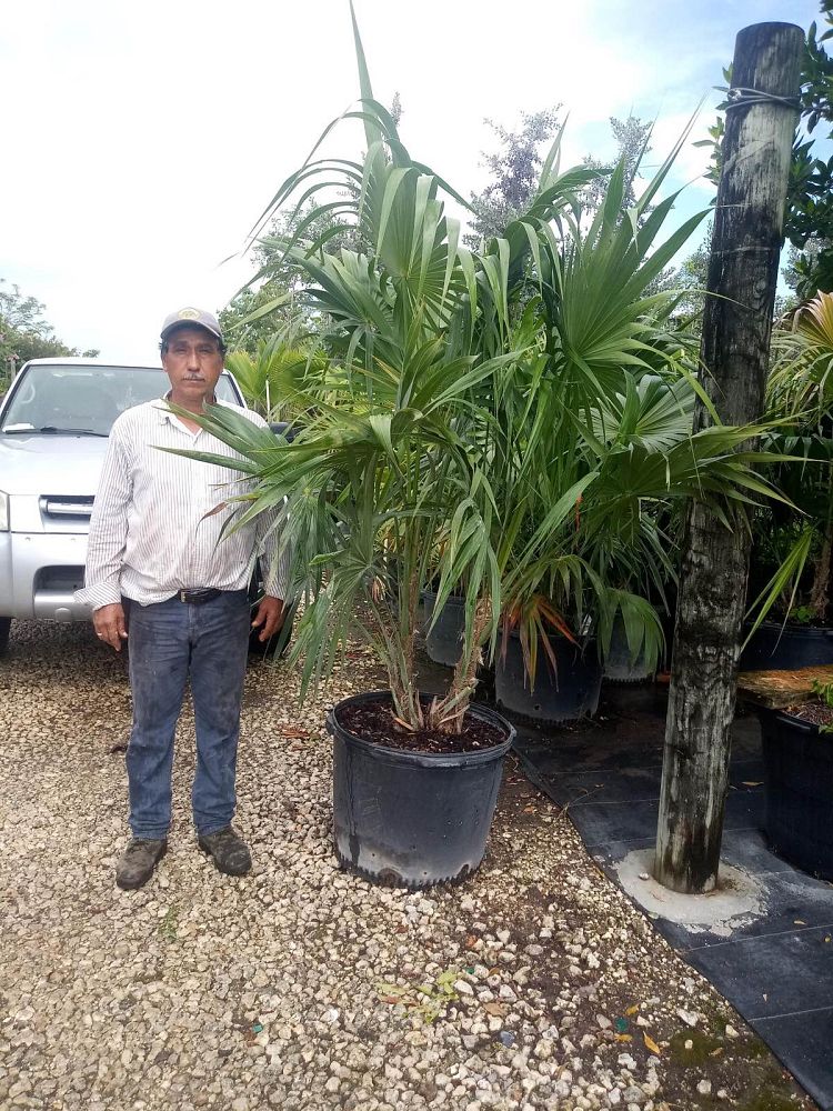 thrinax-radiata-florida-thatch-palm