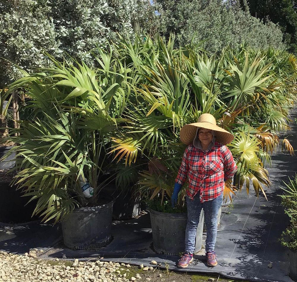 thrinax-radiata-florida-thatch-palm