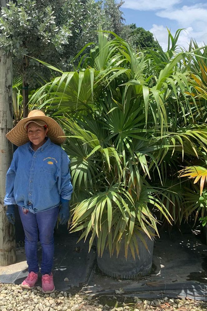 thrinax-radiata-florida-thatch-palm