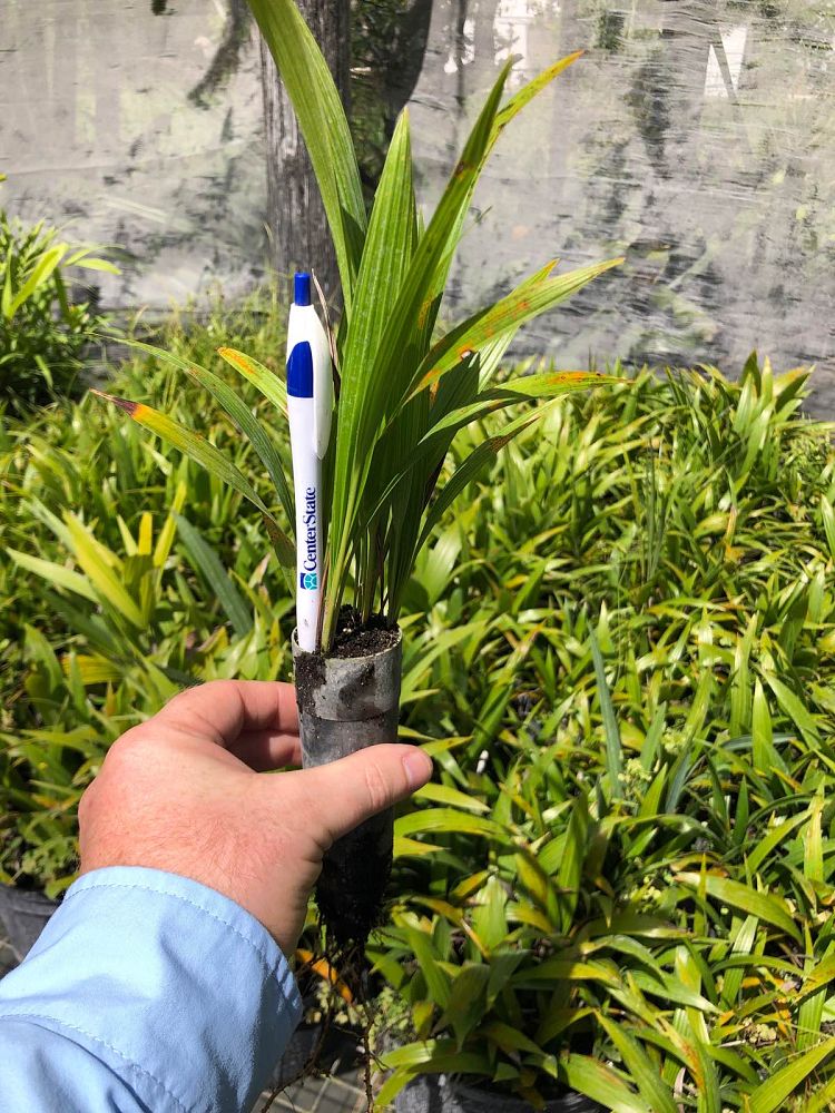 thrinax-radiata-florida-thatch-palm