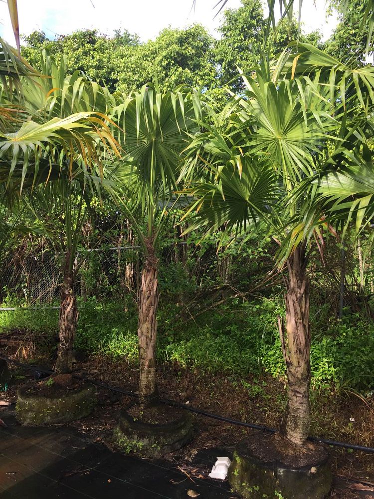 thrinax-radiata-florida-thatch-palm