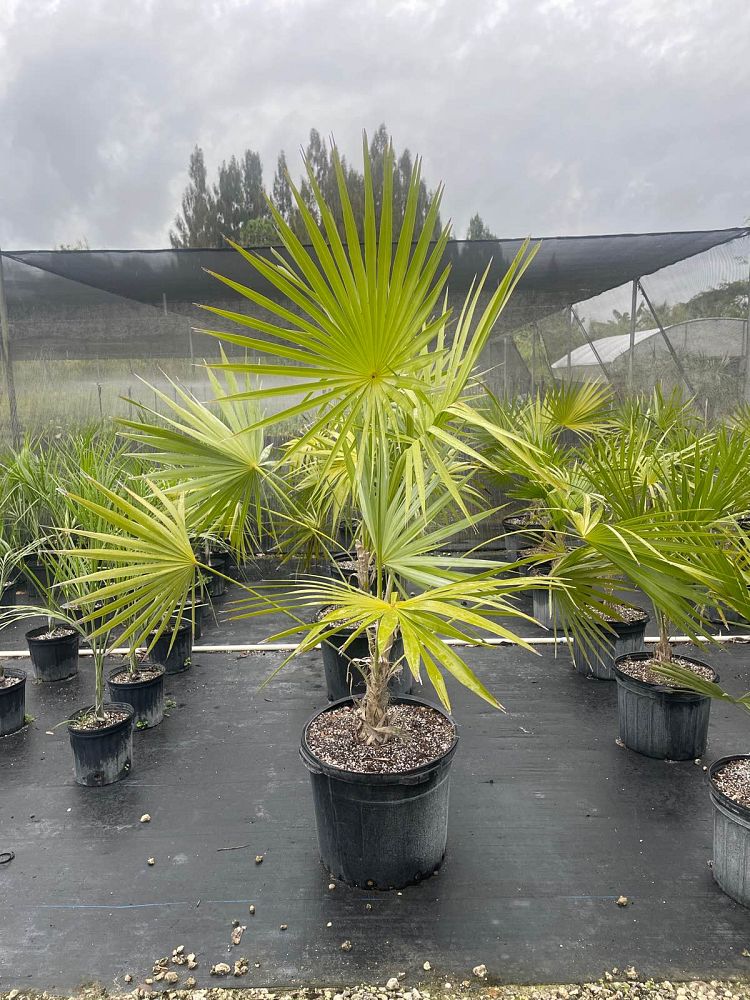 thrinax-radiata-florida-thatch-palm