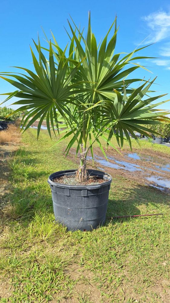 thrinax-radiata-florida-thatch-palm