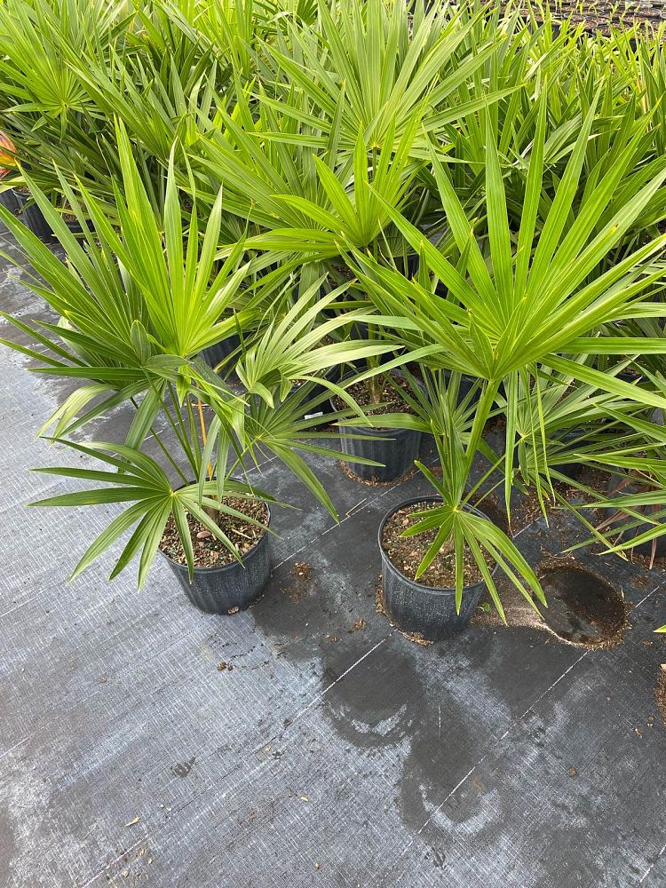thrinax-radiata-florida-thatch-palm