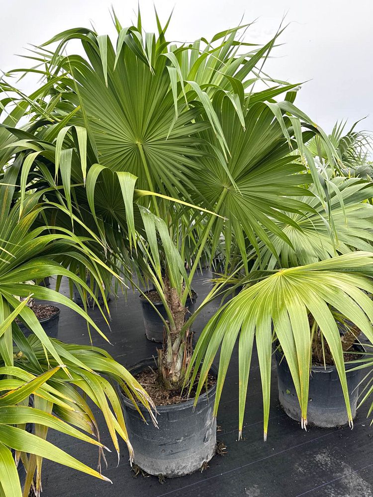 thrinax-radiata-florida-thatch-palm