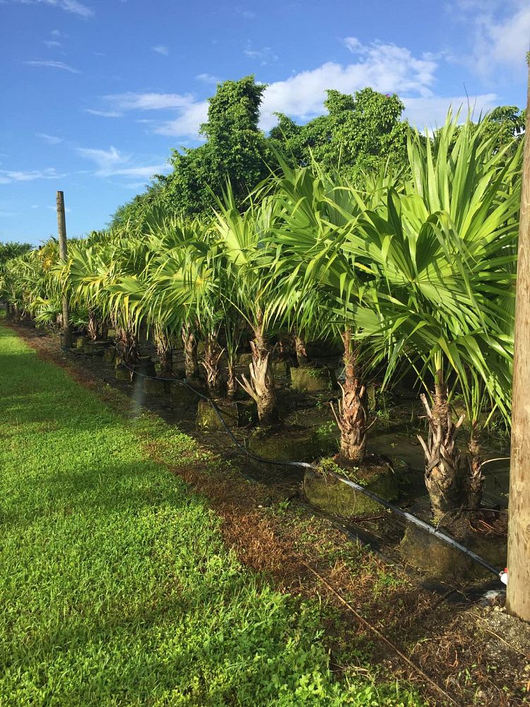 thrinax-radiata-florida-thatch-palm
