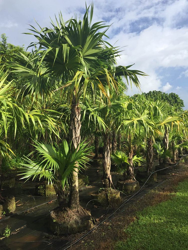 thrinax-radiata-florida-thatch-palm