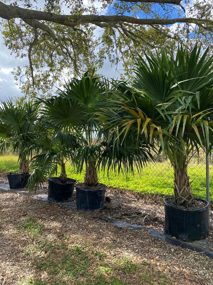 thrinax-radiata-florida-thatch-palm