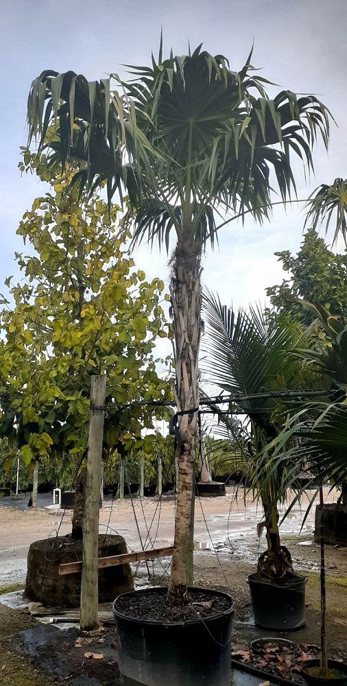 thrinax-radiata-florida-thatch-palm