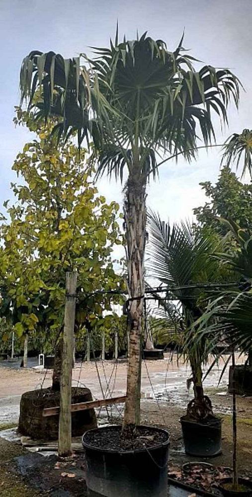thrinax-radiata-florida-thatch-palm