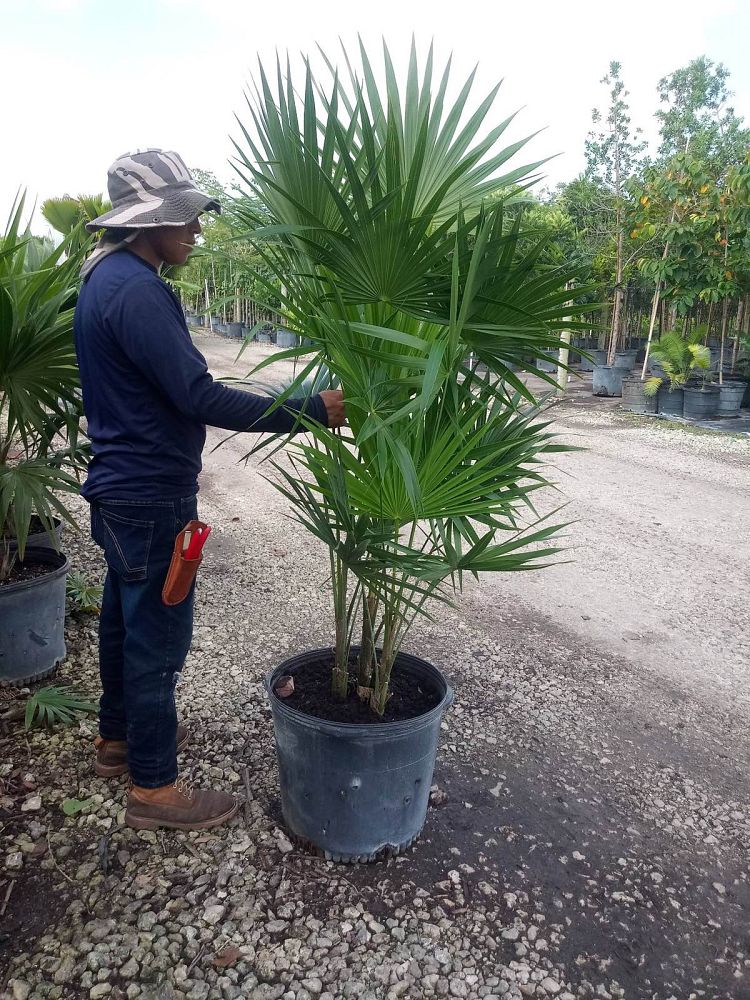 thrinax-radiata-florida-thatch-palm