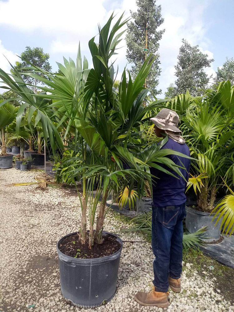 thrinax-radiata-florida-thatch-palm