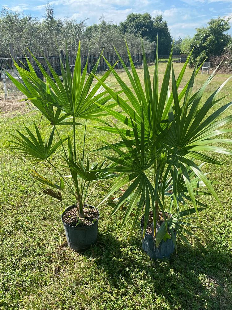 thrinax-radiata-florida-thatch-palm