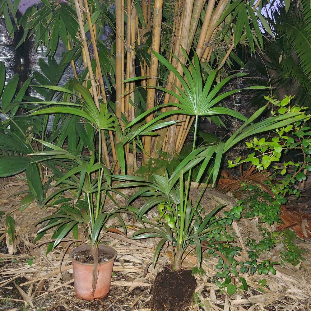 thrinax-radiata-florida-thatch-palm