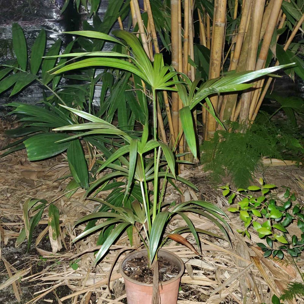 thrinax-radiata-florida-thatch-palm