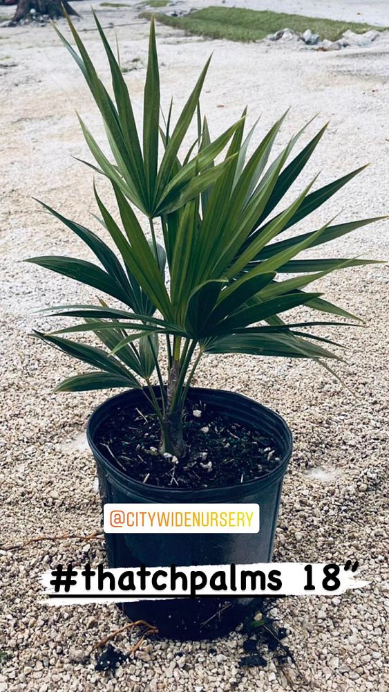 thrinax-radiata-florida-thatch-palm