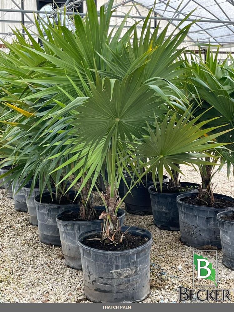 thrinax-radiata-florida-thatch-palm