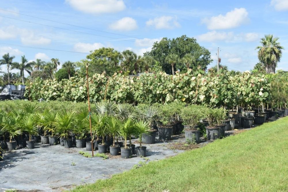 thrinax-radiata-florida-thatch-palm