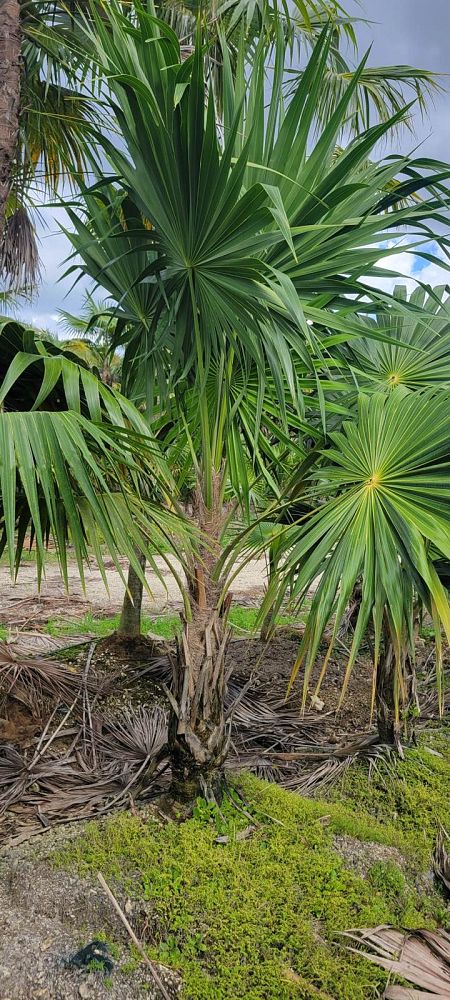 thrinax-radiata-florida-thatch-palm
