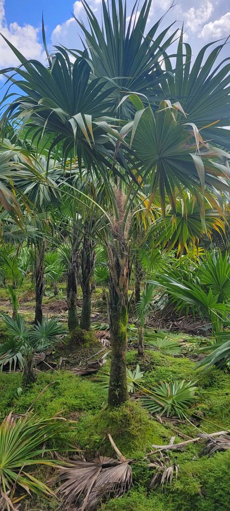 thrinax-radiata-florida-thatch-palm